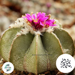 40 Seeds Aztekium Hintonii  Cactus Succulent seeds