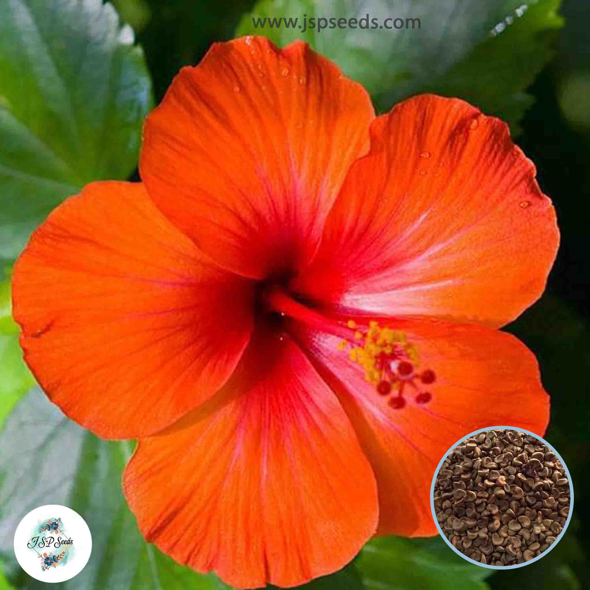 35 Orange Bird Hibiscus Beautiful Hardy Perennials Seeds (Asia Flower Garden Plants)