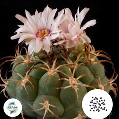 40 Seeds Gymnocalycium pflanzii ssp Cactus Succulent seeds