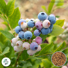 50 Blueberry Tree Plant Fruit Flores Potted Bonsai Garden Seeds