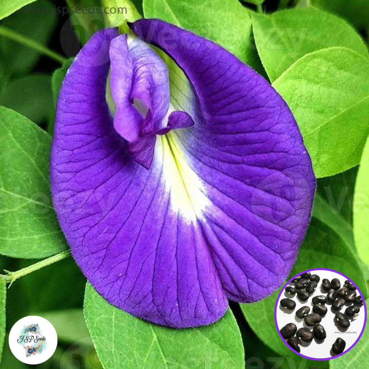 50 Purple Clitoria Ternatea Butterfly Blue Pea Vine Seeds (Asia Flower)