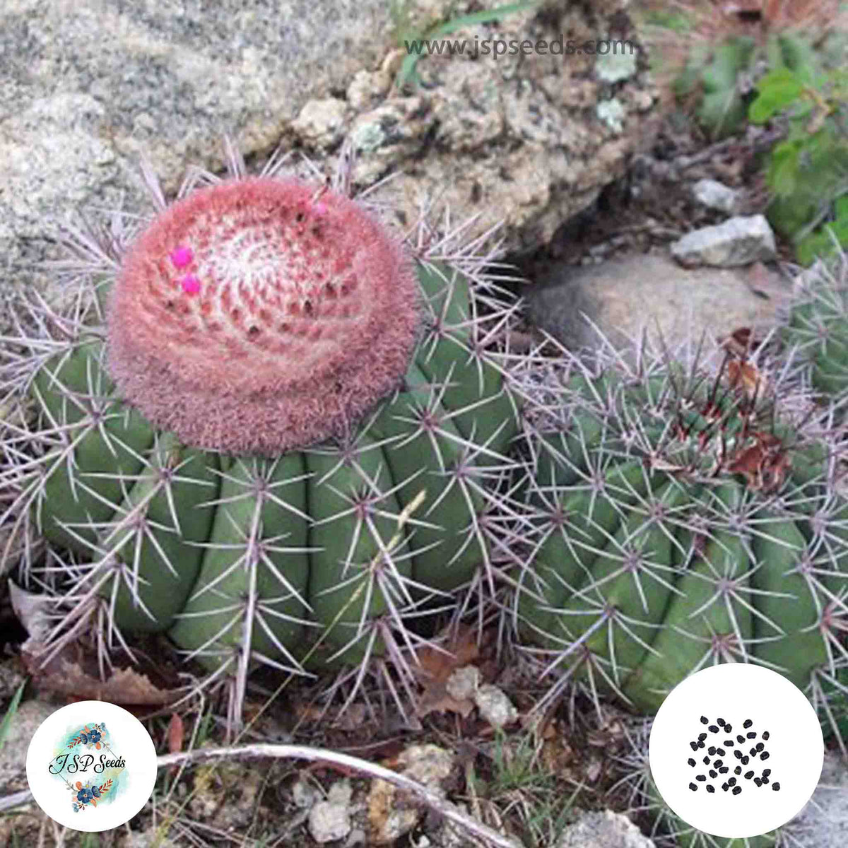 40 Seeds Melocactus grisoleoviridis Cactus Succulent seeds