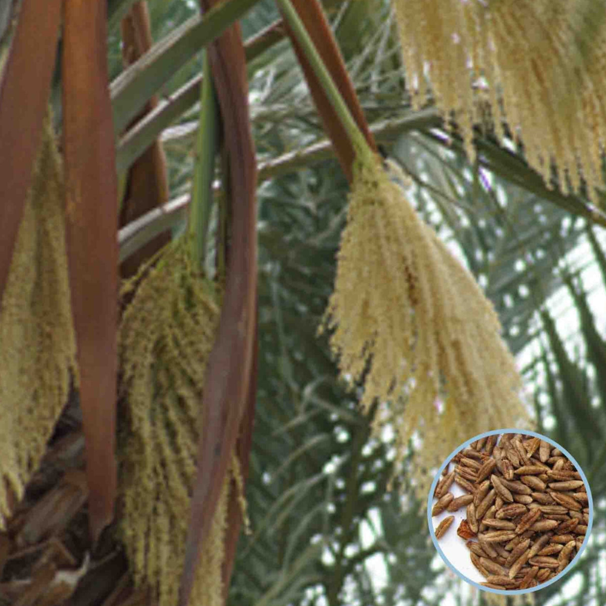 12 Jarvis Date Palm Seeds Phoenix dactylifera (Arecaceae) Fruit Seeds (UAE Lab 121)