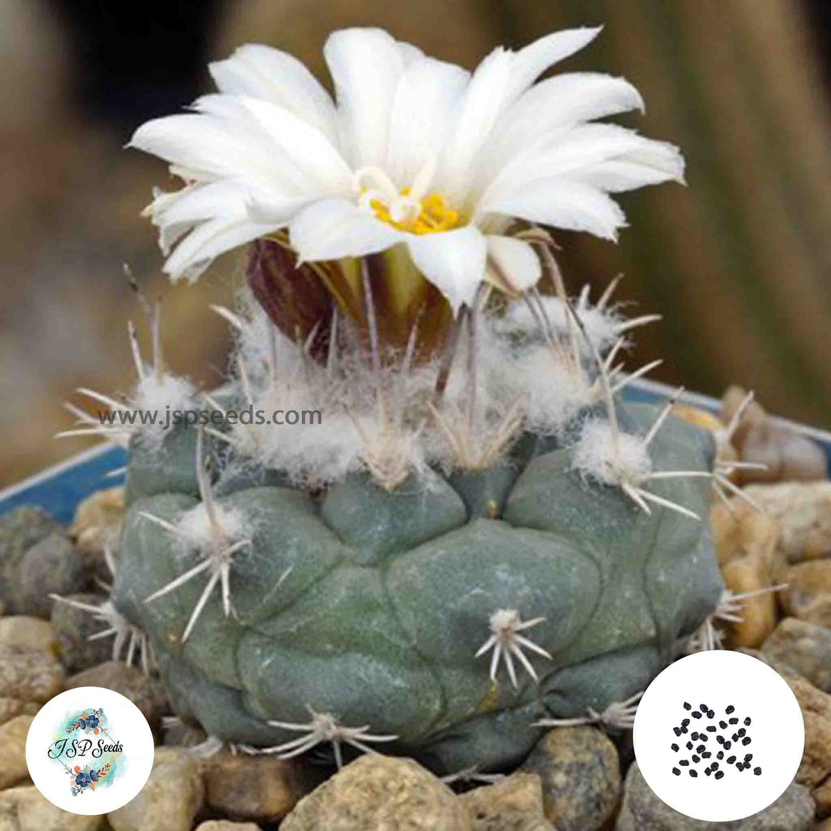 40 Seeds Turbinicarpus hoferi Cactus Succulent seeds