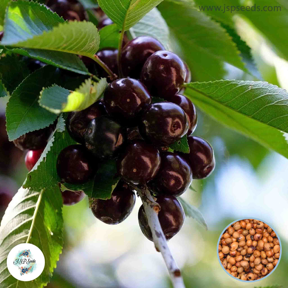 20 Black Cherry Seeds Sweet Edible Fruit Tree (Prunus serotina)