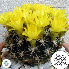 40 Seeds Weingartia sucrensis Cactus Succulent seeds