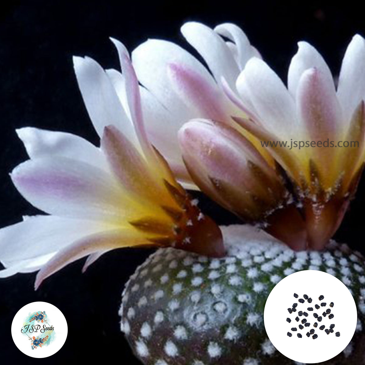 40 seeds Blossfeldia seed mix  Cactus Succulent seeds