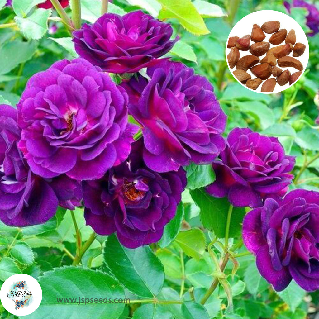 50 Heirloom Thai Dark Purple Mini Miniature Rose Rosa bush Fragrant fl ...