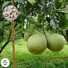 30 Pomelo Seeds Seeds (Asia Fruit)