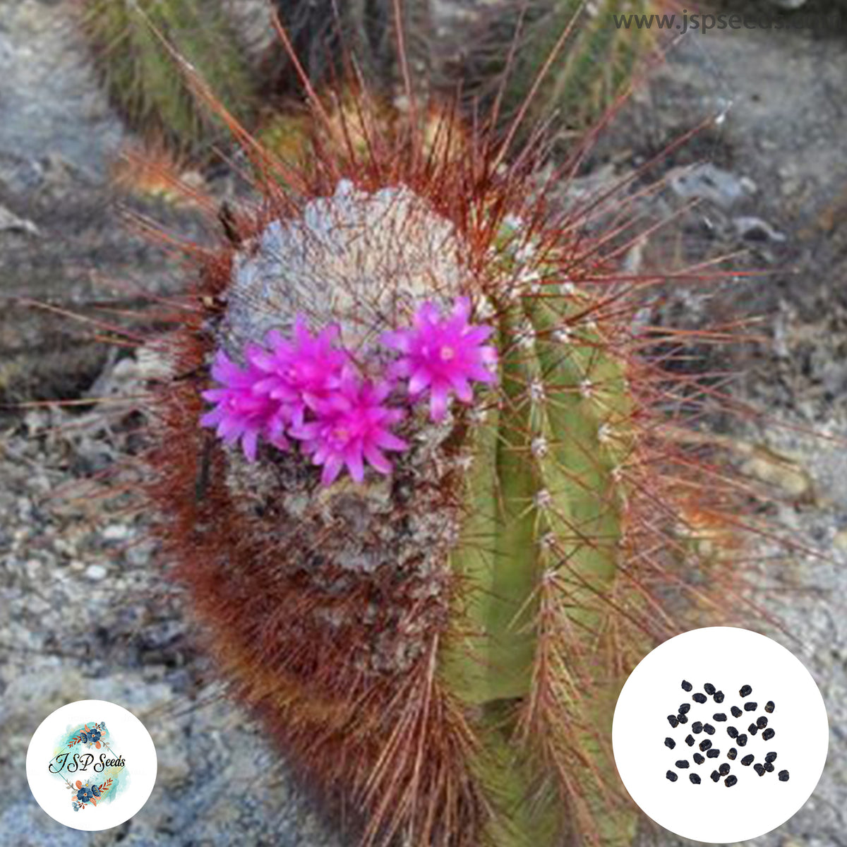 40 seeds Buiningia purpurea  Cactus Succulent seeds  HU359