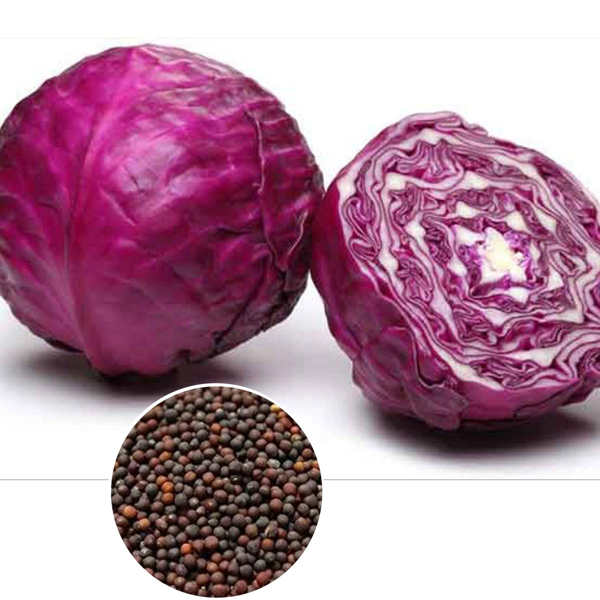 100 Purple Cabbage Organic Vegetable Heirloom Seeds (Vegetable Potted Plants)