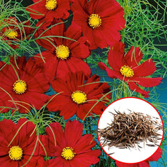 100 Red Dazzler Cosmos Seeds (Flower Plants)