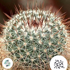 40 Seeds Mammillaria lindsayi Cactus Succulent seeds