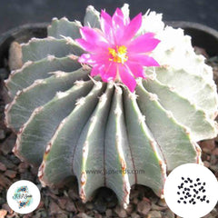 40 Seeds Geohintonia mexicana Cactus Succulent seeds