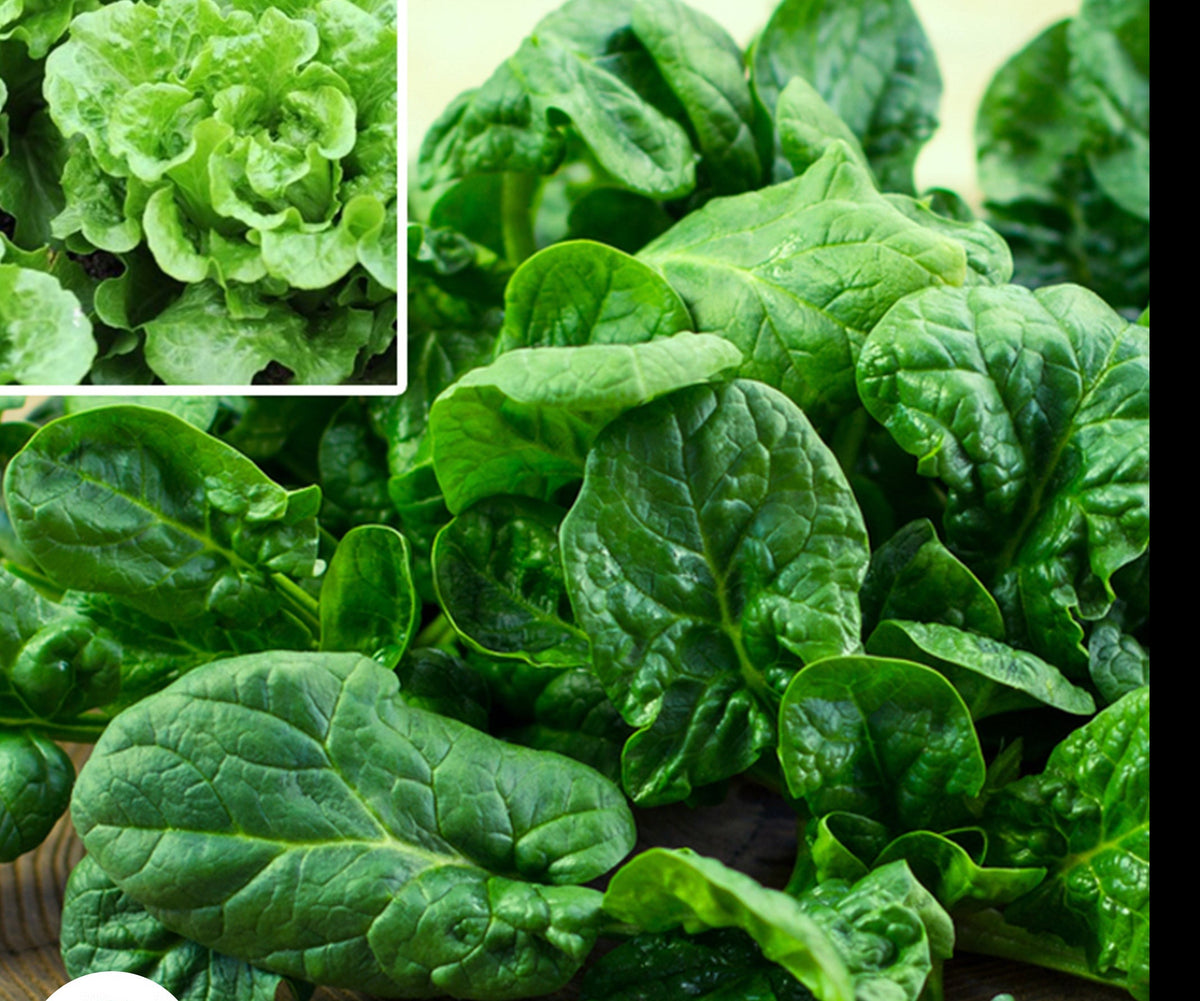 100 Western Pule Vates Collard Heirloom Seeds (Vegetable) Non Gmo