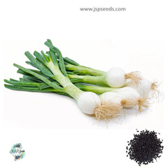 300 Spring Onion White Heirloom Seeds (Vegetable Potted Plants)