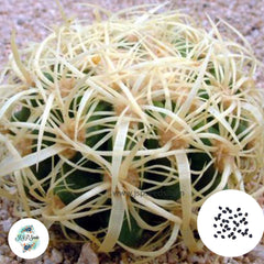 40 Seeds Echinocactus grusonii v. curvispinus (intermedius) Cactus Succulent seeds