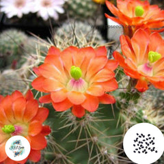 40 seeds Echinocereus durangensis Cactus Succulent seeds