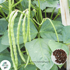 30 Yard Long Green Bean Seeds (Asia Vegetable) String beans (Vigna unguiculata subsp. sesquipedalis)