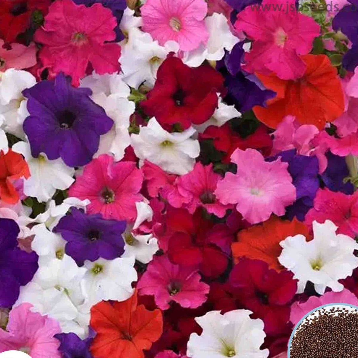 1000 Mix Supercascade Petunia Grandiflora Multiflora Milliflora Flowers Seeds