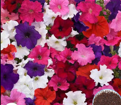 1000 Mix Supercascade Petunia Seeds Grandiflora, Multiflora, Milliflora Perennial Flowers Annual Seeds (Flower)