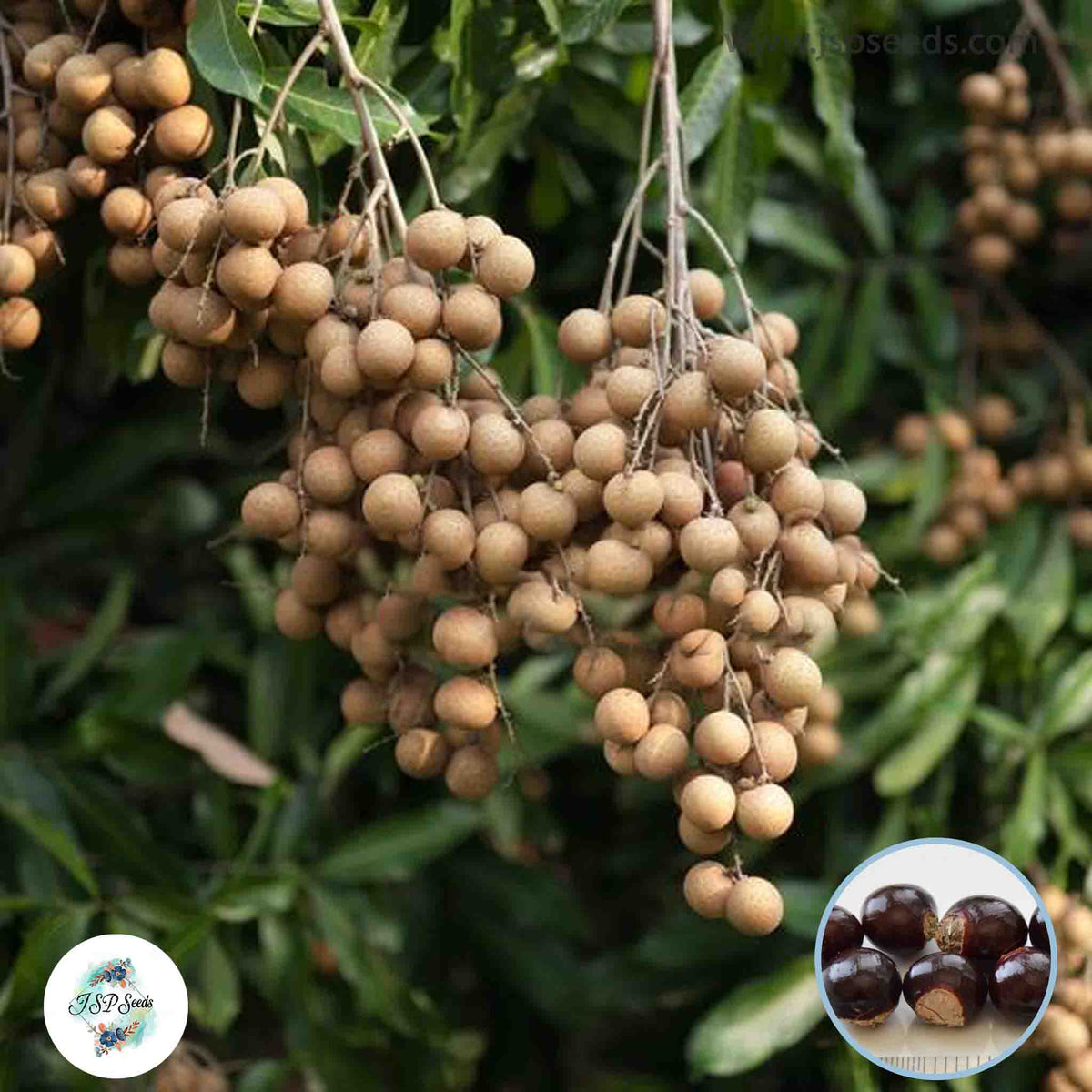 20 Thai Longan Seeds , Dragon Eye Fruit Sweet Seeds (Asia Fruit)