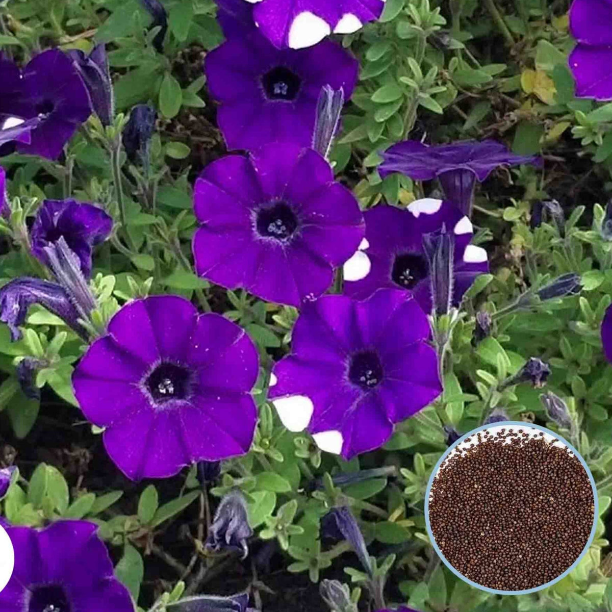 1000 Shock Wave Purple Petunia Seeds Grandiflora, Multiflora, Milliflora Perennial Flowers Annual Seeds (Flower)