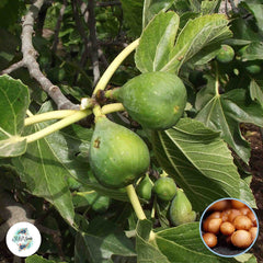 30 Flanders Ficus Carica Seeds Fig Seeds Tropical Bonsai Rare Fruit Seeds