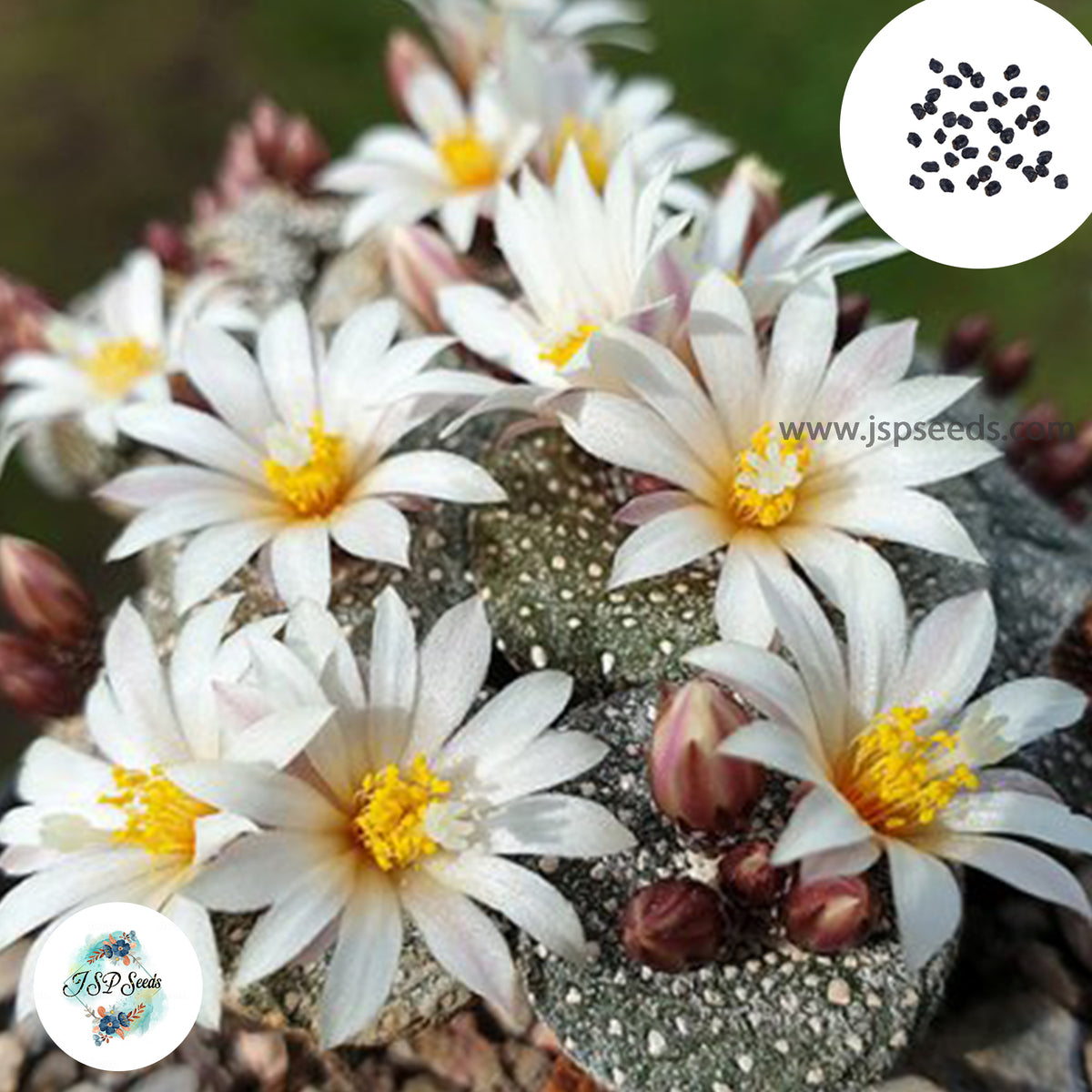 40 seeds Blossfeldia grandiflora Bol.  Cactus Succulent seeds