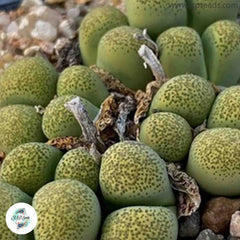 Lithops terricolor ‘Speckled Gold’ C345A [RARE] / 40 seeds (Living Stones)