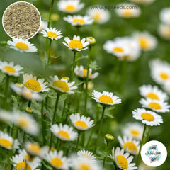 300 Creeping Daisy Flower Seeds (Flower Plants)