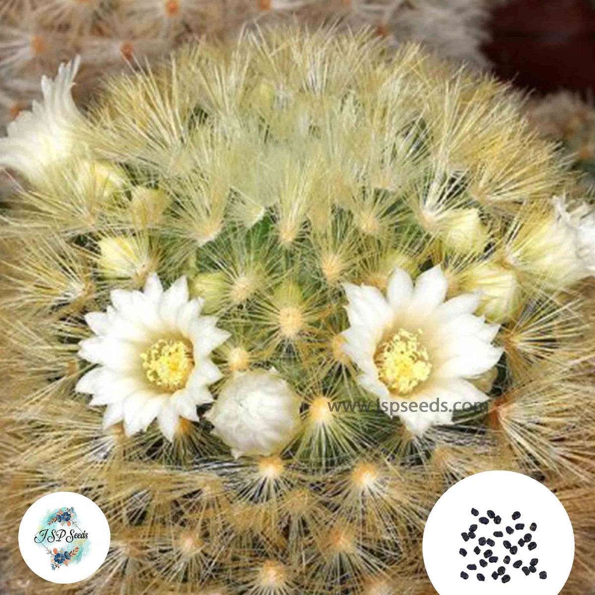 40 Seeds Mammillaria carmenae Cactus Succulent seeds