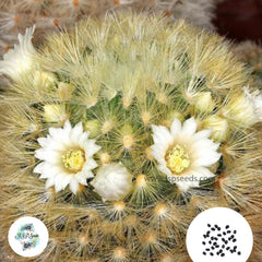 40 Seeds Mammillaria carmenae Cactus Succulent seeds