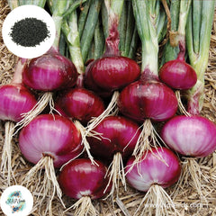 200 Red Burgundy Onion Seeds NON-GMO Heirloom Fresh Garden Seeds (Vegetable Potted Plants)