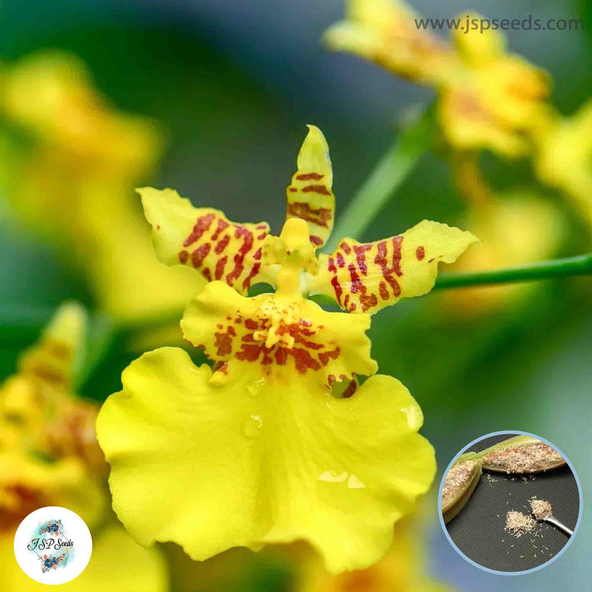 50 Dancing Lady Oncidium Orchid flower Seeds (Flower Garden Potted Plants)Thailand Orchids