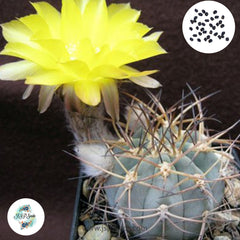 40 Seeds Acanthocalycium glaucum v. minor Cactus Succulent seeds