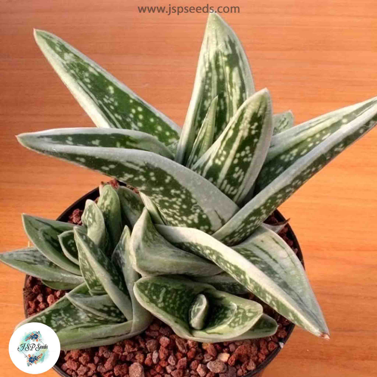 Gasteria hybrids mix [VERY RARE] / 40 seeds per pack