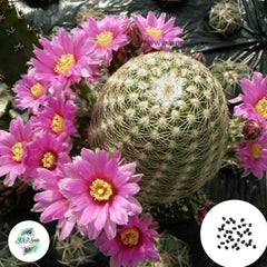 40 Seeds Echinocereus adustus Cactus Succulent seeds