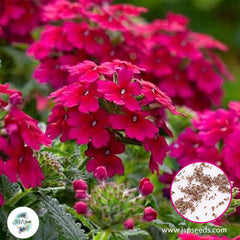 800 Red Moss Verbena Seeds Perennial Ground Cover Creeping