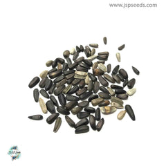 50 Lemon Queen Sunflower Seeds (Flower Plants)