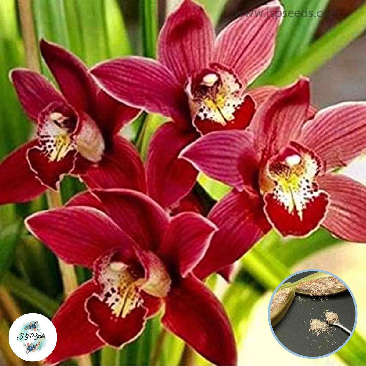 50 Dark Red Chinese Cymbidium Orchid Flower Bonsai Indoor Potted Flowers Cicada Garden Seeds