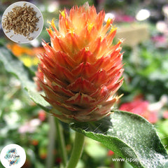 200 Orange Globe Amaranth Bachelor Button (Gomphrena haageana) Seeds (Asia Flower)