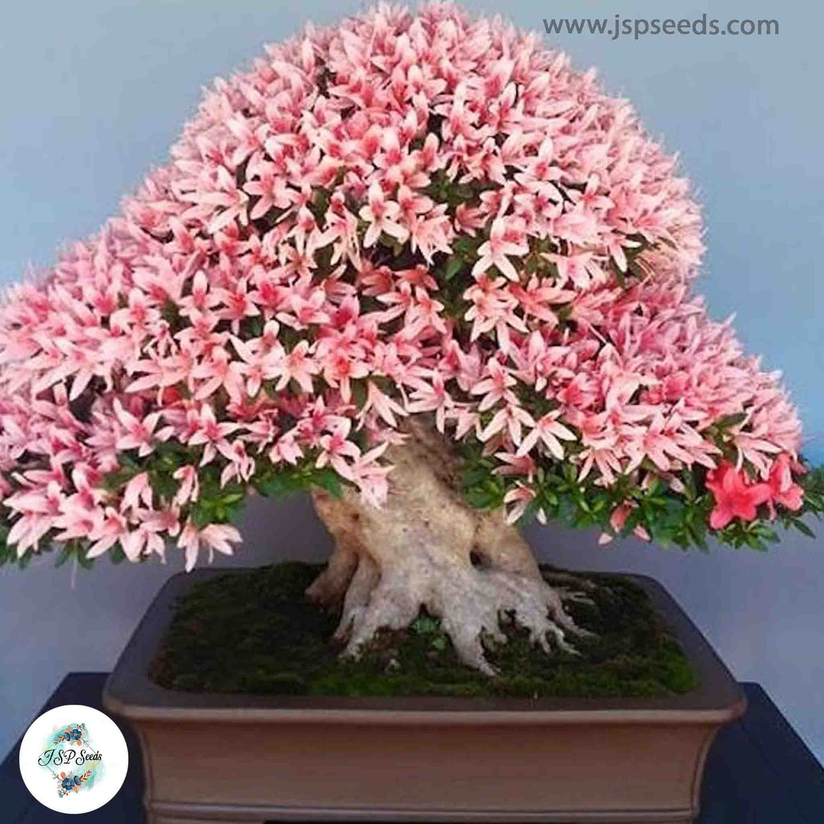 30 Azalea Bonsai Plant Garden Flower Potted Tree Seeds