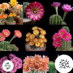 40 Seeds Echinopsis+pseudolobivia mix Cactus Succulent seeds