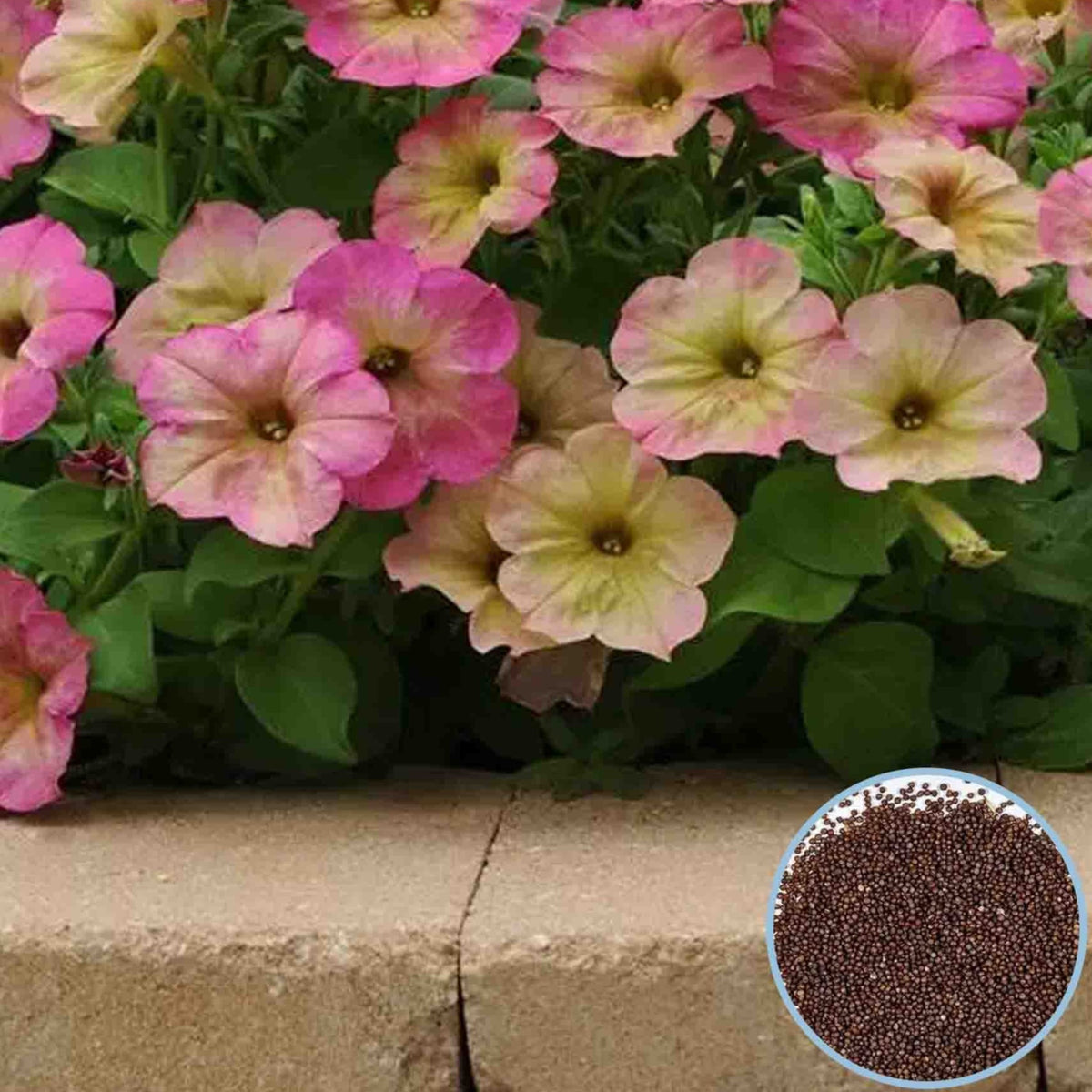 1000 Debonair Dusty Rose Petunia Seeds Grandiflora, Multiflora, Milliflora Perennial Flowers Annual Seeds (Flower)