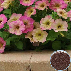 1000 Debonair Dusty Rose Petunia Seeds Grandiflora, Multiflora, Milliflora Perennial Flowers Annual Seeds (Flower)