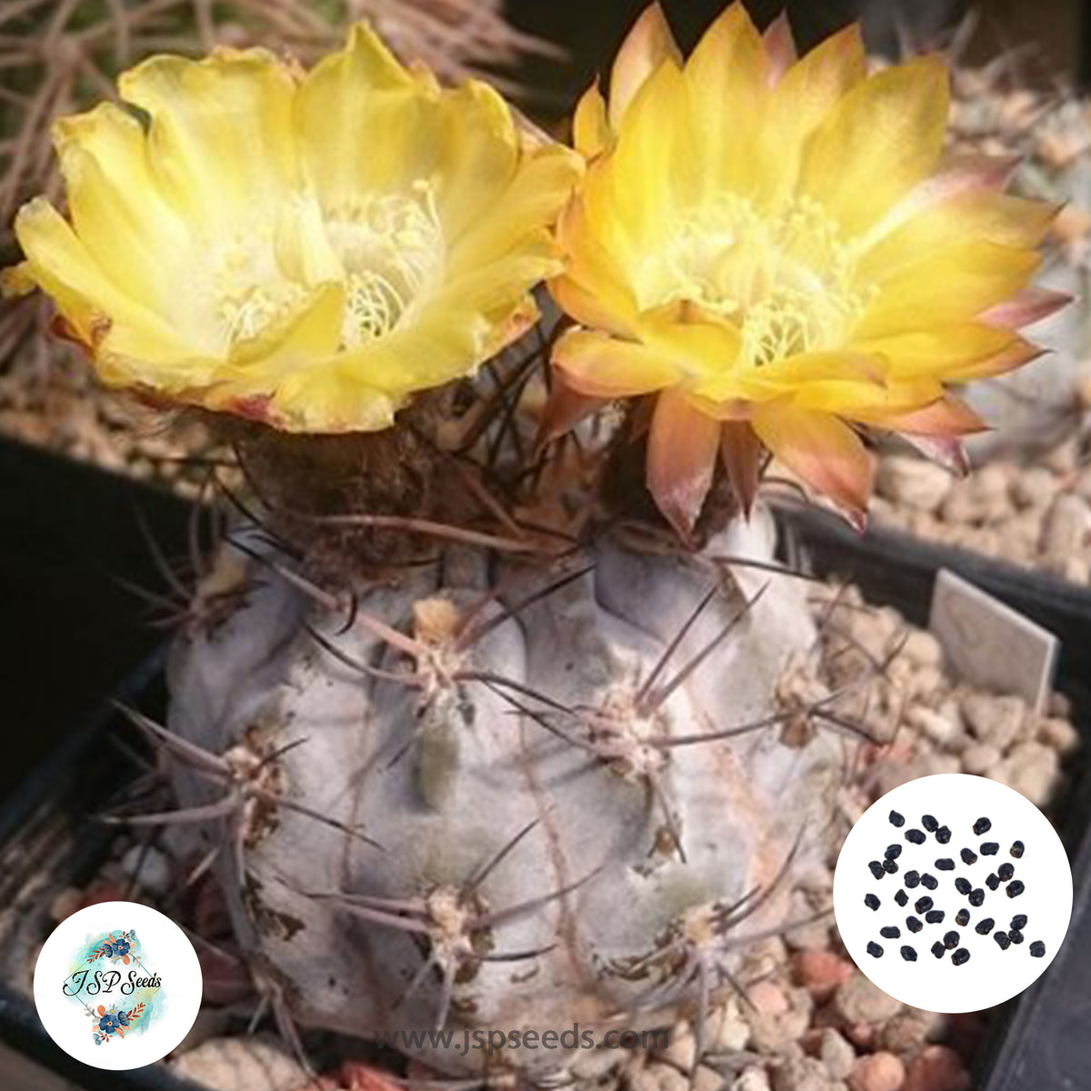 40 Seeds Acanthocalycium glaucum Cactus Succulent seeds WR872