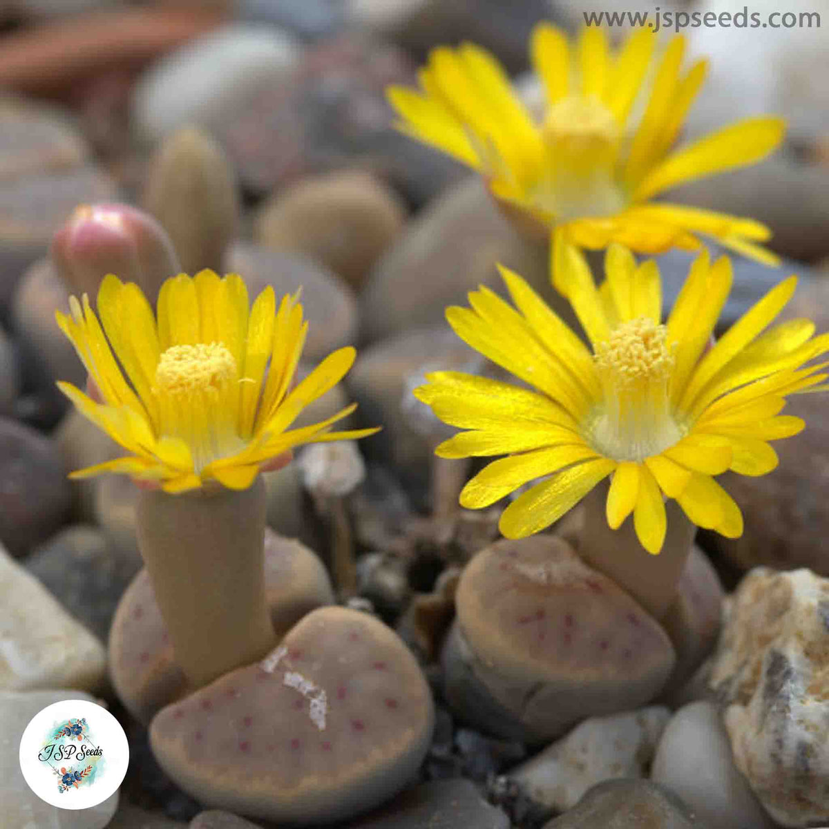 Lithops dinteri / Living stones / 40 seeds