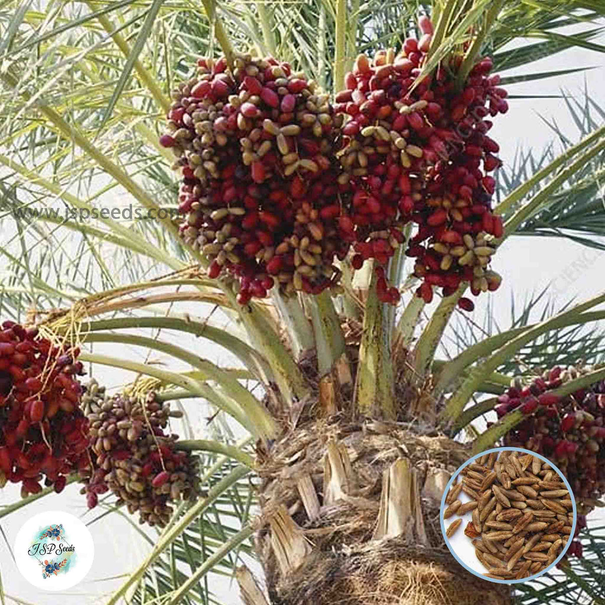 12 Khenaizi Date Palm Seeds Phoenix dactylifera (Arecaceae) Fruit Seeds (UAE Lab 105)