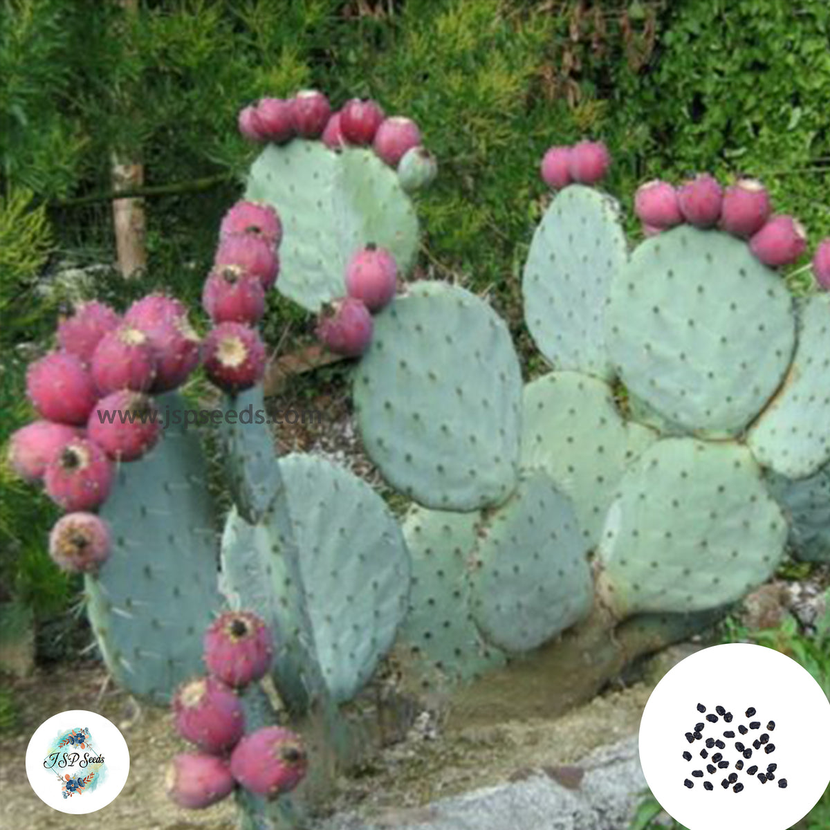 40 Seeds Opuntia robusta Cactus Succulent seeds